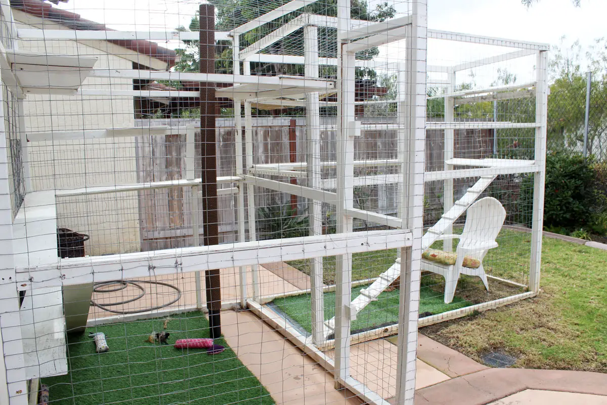 Formerly an outside cat before he was adopted, Noah loves to spend much of his freetime in his custom-built “catio” in the Kastner’s backyard in Encinitas. Photo by Samantha Nelson