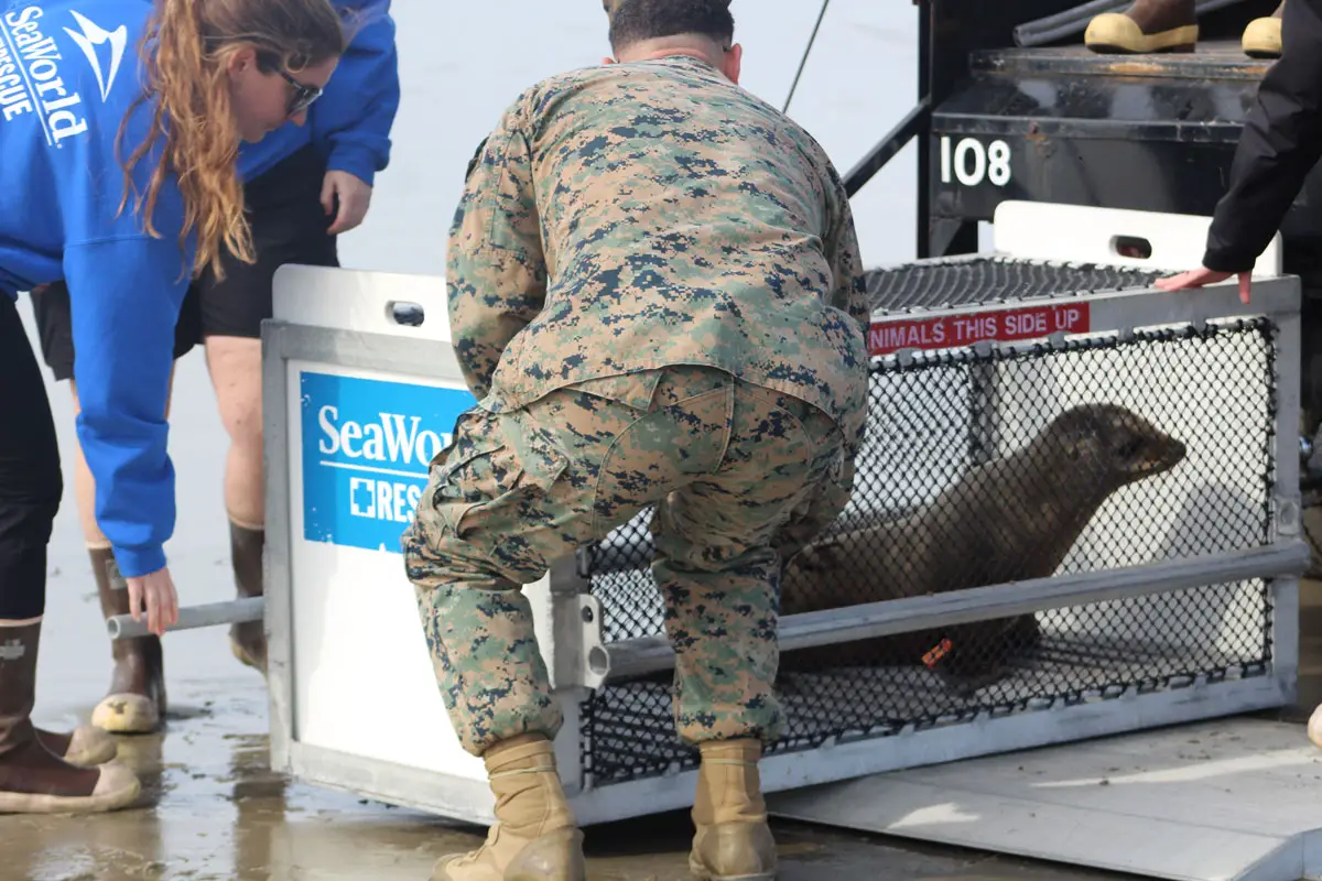 SeaWorld rescue team workers alongside Marines work to unload two sea lions who are set to be released back into the wild after they were rescued due to health problems in December 2024. Photo by Samantha Nelson