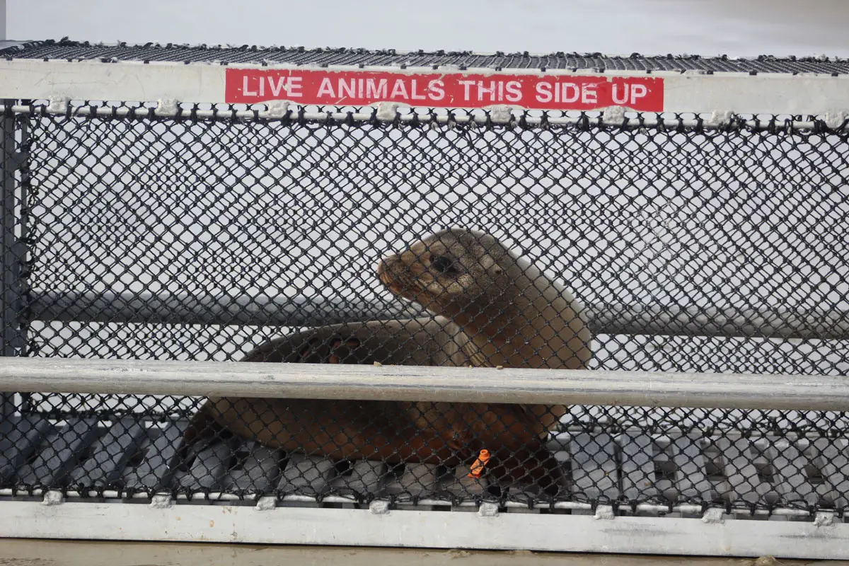 The female sea lion pup waits in her carrier as the SeaWorld rescue team prepares to return her to the wild with another rescued adult female sea lion on an isolated Camp Pendleton Beach on Jan. 31. Photo by Samantha Nelson