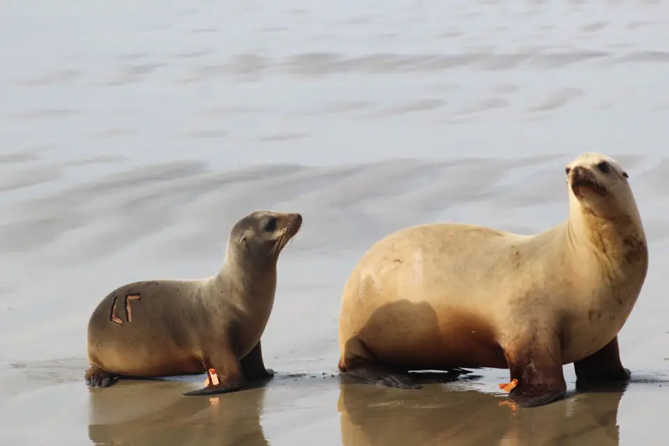 The two female sea lions, one adult and one pup, were successfully returned to the wild after spending nearly two months in rehabilitation at SeaWorld San Diego. Photo by Samantha Nelson