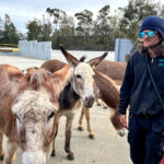 Eleven donkeys were discovered running loose this weekend at a Vista industrial park. Courtesy photo/San Diego Humane Society
