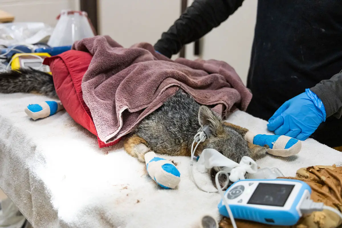 A gray fox was discovered with third-degree burns on all four paws. Photo by San Diego Humane Society