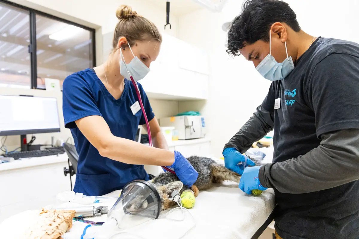 Staff at the Humane Society's Ramona Wildlife Center change bandages on a gray fox who sustained third-degree burns on all four paws. Courtesy photo/SDHS