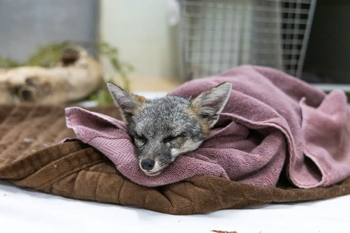 A gray fox, who had sustained third-degree burns on all four paws, was found near the Airport Fire in the Santa Ana Mountains last September. Photo by San Diego Humane Society