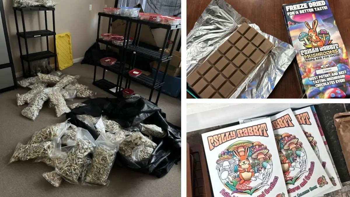 In October 2024, sheriff's deputies discovered an illegal operation to manufacture and distribute psilocybin mushrooms in Fallbrook and Bonsall. Courtesy photos/Sheriff's Office