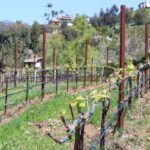 Fallbrook vineyard