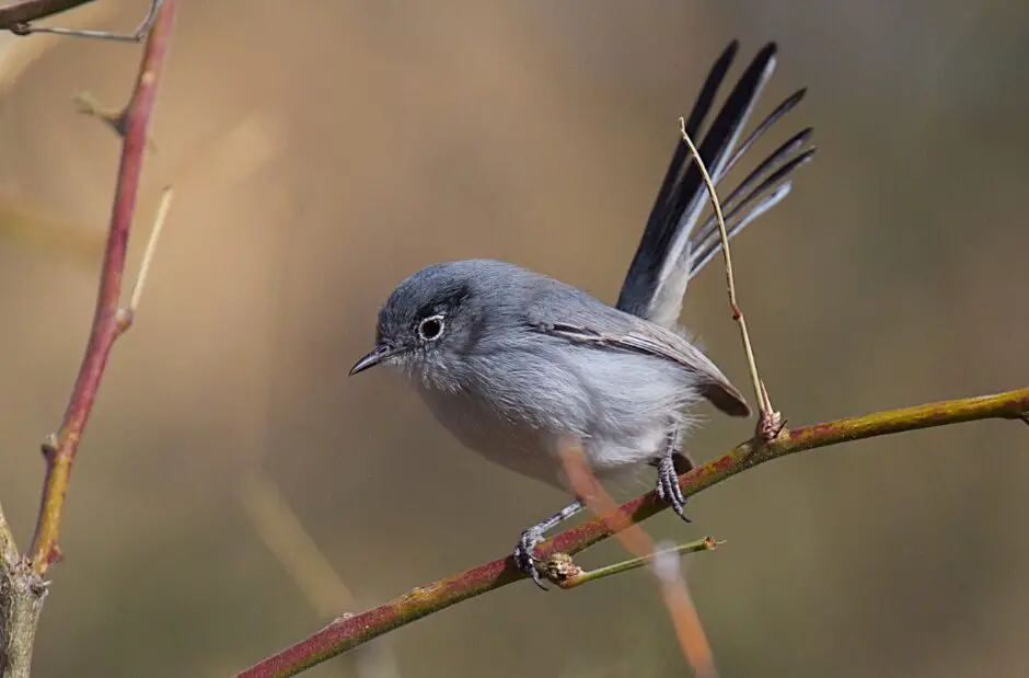 SoCalGas is restoring a site near South Ponto State Beach with coastal sage scrub, which acts as habitat for the California gnatcatcher. Courtesy City of Carlsbad