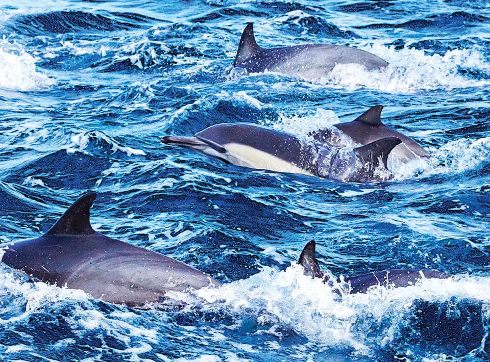 Hundreds of common dolphins, the most abundant cetacean in the world, run off the coast of Orange County. Despite the way it looks, dolphins will never collide with boats because they use echolocation — the bouncing of sound waves off objects so they can steer clear. Photo by Laura Lopez