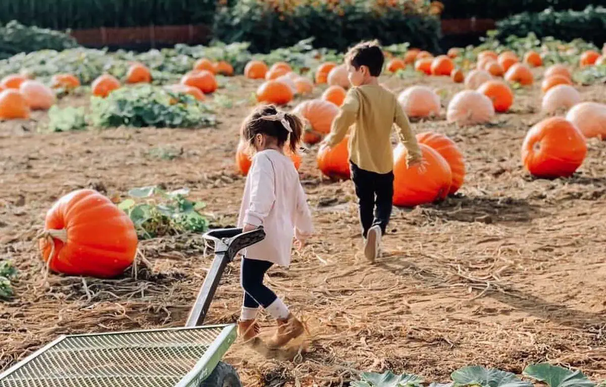 The pumpkin patch at the Carlsbad Strawberry Fields is open daily, with extended hours in October. Photo courtesy of Carlsbad Strawberry Company