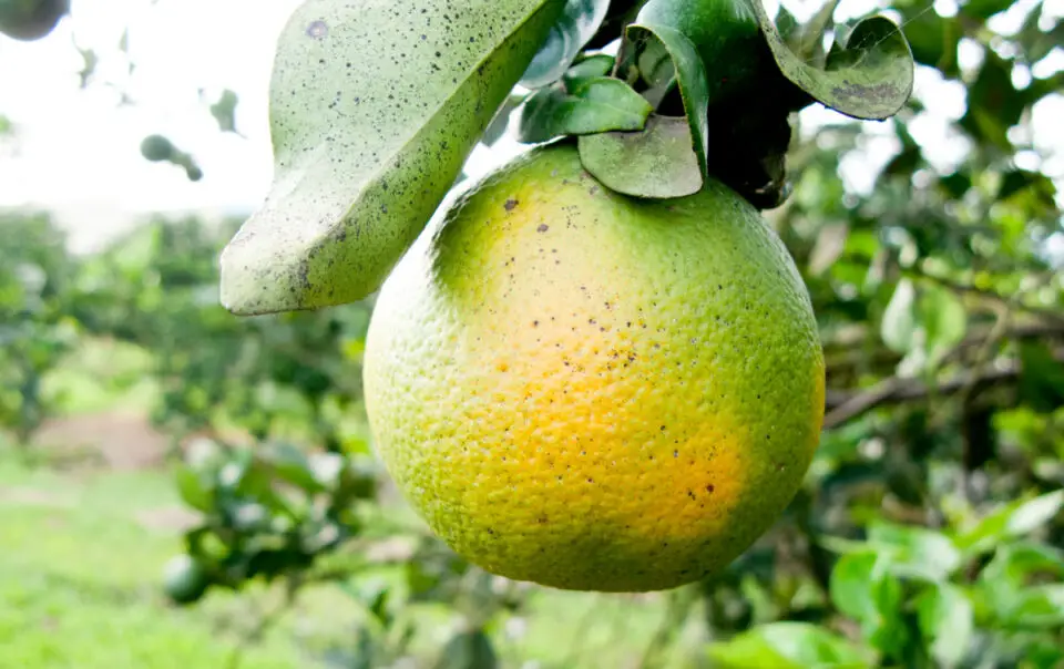 Symptoms of Huanglongbing (HLB), a deadly citrus tree disease, include blotchy yellow leaves and misshapen, bitter fruit. Courtesy photo