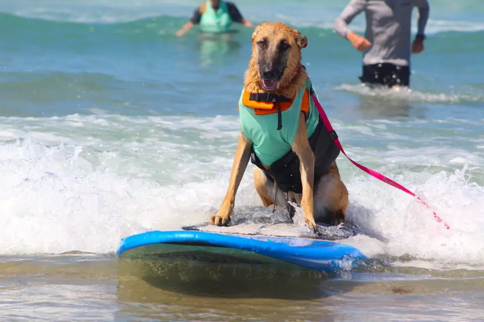 Zuzu the German shepard rides the waves at the Helen Woodward Animal Center's 20th annual Surf Dog Surf-A-Thon in Del Mar on Sunday. Photo by Leo Place