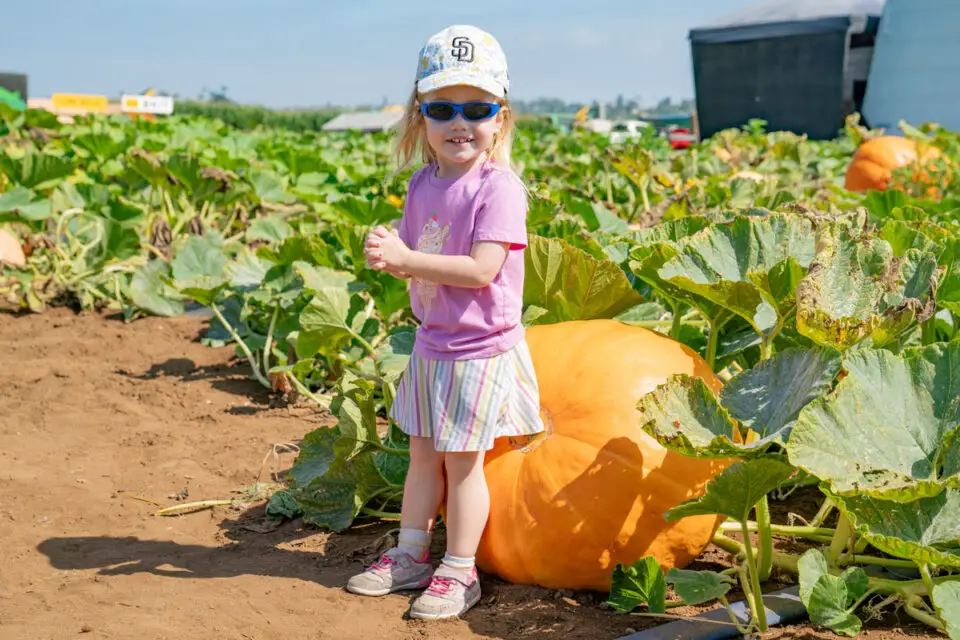 Young visitor Maeve enjoys opening day at Carlsbad Strawberry Company's pumpkin patch. Photo by Tanya Perez