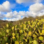 The Escondido Creek Conservancy recently closed escrow on the Elfin Acres property in Elfin Forest. Courtesy photo