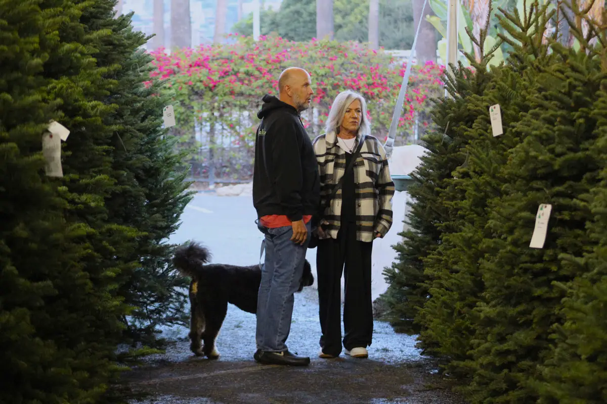 Families look at Christmas trees brought from Mt. Angel, Oregon at the Purdy Tree Farms lot at the Del Mar Fairgrounds on Tuesday. Photo by Leo Place