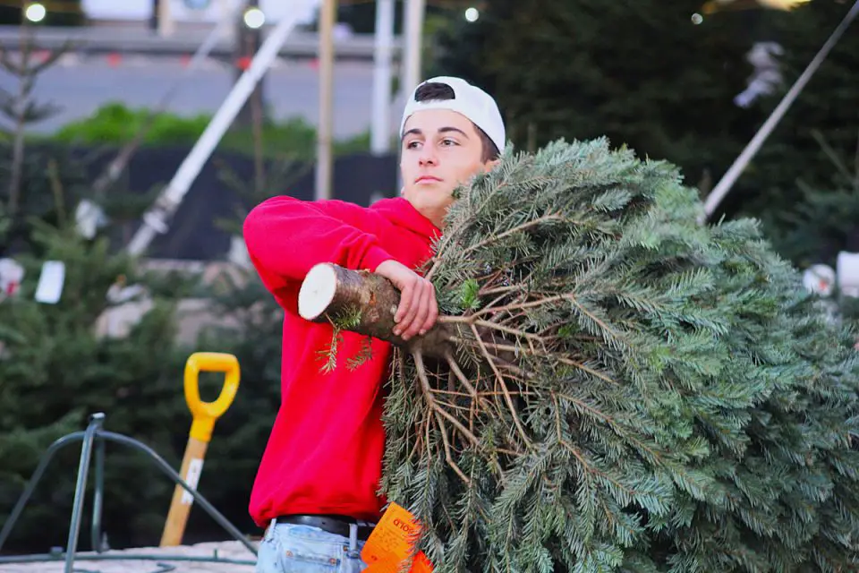 Griffin Golafshan prepares to send a tree home with a customer at the Purdy Tree Farms lot earlier this month at the Del Mar Fairgrounds. Photo by Leo Place