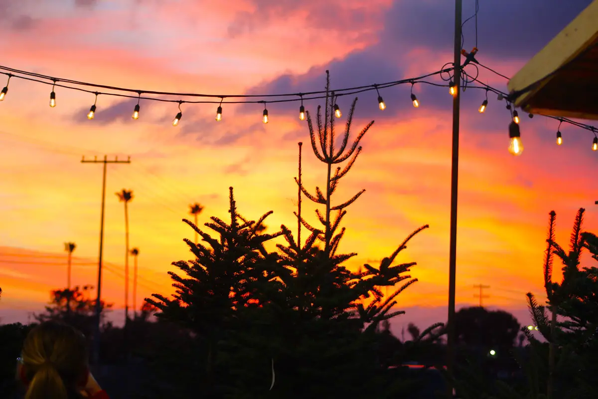 Christmas trees pictured at the Purdy Tree Farms lot on Tuesday at the Del Mar Fairgrounds. Photo by Leo Place