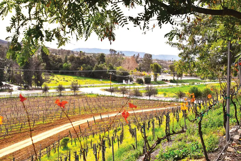 Visiting Temecula Valley Wine Country during the offseason yields scenes like the Masia de la Vinya vineyards on the De Portola Wine Trail, which includes 11 family wineries and restaurants. Photo by Jerry Ondash