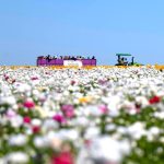 The Flower Fields at Carlsbad Ranch reopen on March 1 for the 2026 season. Courtesy photo/Flower Fields