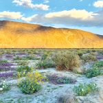 Dramatic landscapes in Anza-Borrego Desert State Park are a photographer’s delight. Photo by Laurie Brindle