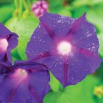 Grandpa Ott’s morning glory, one of the two heirloom seeds that led to the 1975 creation of Seed Savers Exchange in Iowa, now home to 20,000 varieties of seeds. Stock photo