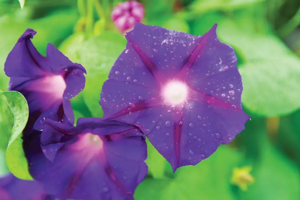 Grandpa Ott’s morning glory, one of the two heirloom seeds that led to the 1975 creation of Seed Savers Exchange in Iowa, now home to 20,000 varieties of seeds. Stock photo