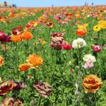 The Flower Fields on the Carlsbad Ranch hillside. Photo by Cameron Adams
