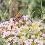 A bee and plant alongside the Cardiff Rail Trail in Encinitas. Photo by Cameron Adams