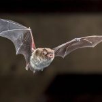 Two bats, found at separate locations in Escondido, tested positive for rabies. Photo by Creative Nature