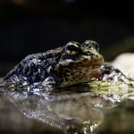 A mountain yellow-legged frog, an endangered species native to California’s high-elevation lakes and streams, is featured in Birch Aquarium’s new Imagine Wild exhibit highlighting ongoing conservation and recovery efforts. Courtesy photo/Birch Aquarium at Scripps