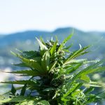 Cannabis plants grow in an outdoor cultivation site, a practice that opponents say could expand into unincorporated San Diego County under the proposed Socially Equitable Cannabis Program. Photo by Alex Sole Gallego