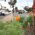California poppy, the state flower, is native to coastal San Diego County and naturally occurs in coastal sage scrub habitats around Encinitas. Courtesy photo/City of Encinitas