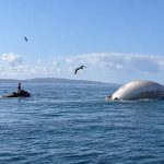 A dead whale was spotted off the Encinitas coast on Monday morning, authorities said. Courtesy photo/City of Encinitas