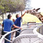 Visitors at the Living Desert Zoo and Gardens in Palm Desert can feed the giraffes romaine lettuce, which provides water but few calories. Photo by Jerry Ondash