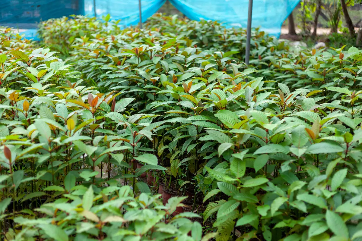 Kratom plants grow at a cultivation site. California public health officials and the state attorney general have filed a legal complaint against a Santee-based kratom manufacturer, alleging the company continued producing and distributing embargoed kratom products in violation of state and federal law. Courtesy photo