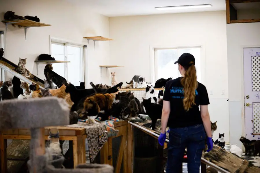San Diego Humane Society officers and staff examine hundreds of animals, including more than 225 cats, during a large-scale rescue operation at a sanctuary in Julian. Photo by San Diego Humane Society