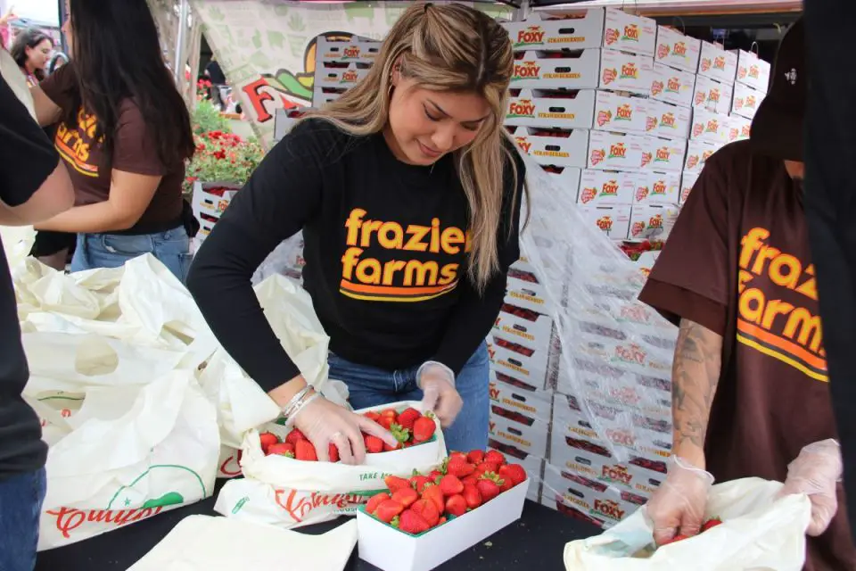 Jeraldine Hernandez packs flats of strawberries to sell at the 2026 Vista Strawberry Festival on Sunday. Photo by Leo Place