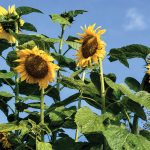 Sunflowers grow to great heights in the Carlsbad Senior Center garden. Photo by Jano Nightingale