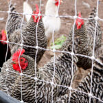 The city of Solana Beach is considering new regulations that would allow more residents to have backyard chickens and bees. File photo/Leo Place