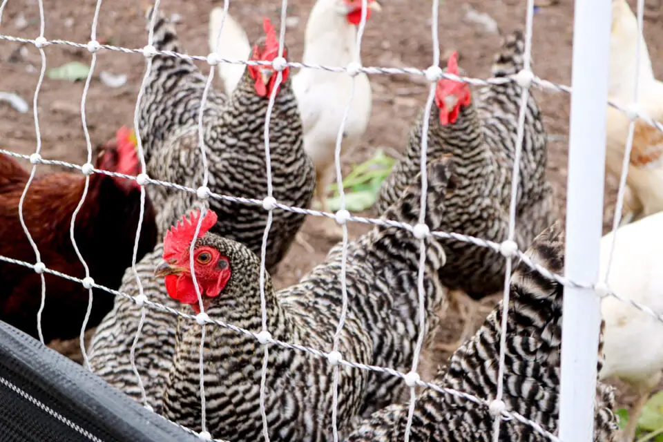 The city of Solana Beach is considering new regulations that would allow more residents to have backyard chickens and bees. File photo/Leo Place