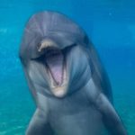 Dottie, a 39-year-old dolphin and longtime resident of SeaWorld San Diego, died Tuesday. Courtesy photo/SeaWorld San Diego