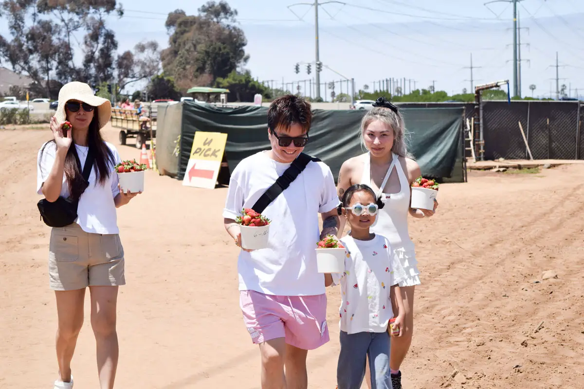 Customers gather fresh strawberries during the Carlsbad Strawberry Company's U-Pick season. The Ukegawa family's farm has been a Carlsbad tradition for more than seven decades. Photo by Summer Hu