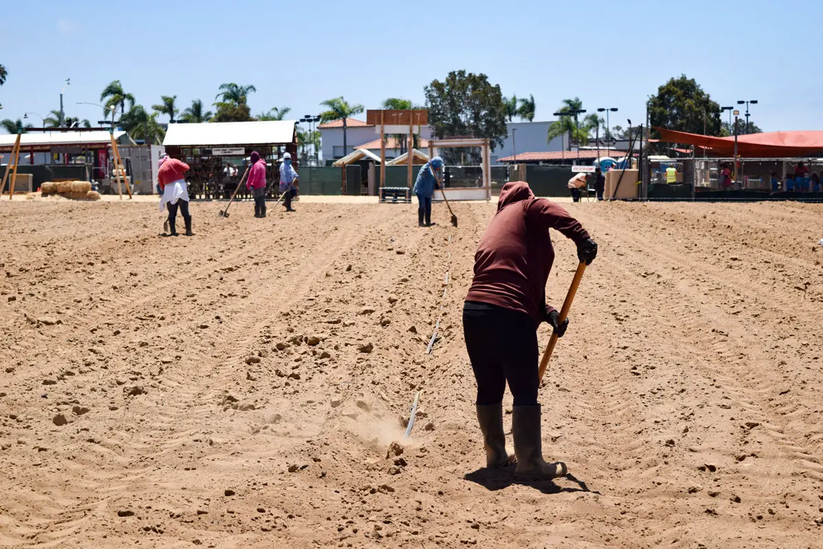 Farmworkers prepare rows of soil at the Carlsbad Strawberry Company. The family-owned farm has cultivated strawberries in Carlsbad for more than 70 years. Photo by Summer Hu