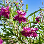 Desert willow trees sold at Costco between June 24 and July 3 may carry invasive Broad-headed or Glassy-winged sharpshooters capable of spreading destructive plant diseases. Courtesy photo
