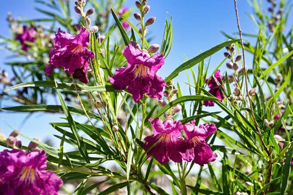 Desert willow trees sold at Costco between June 24 and July 3 may carry invasive Broad-headed or Glassy-winged sharpshooters capable of spreading destructive plant diseases. Courtesy photo
