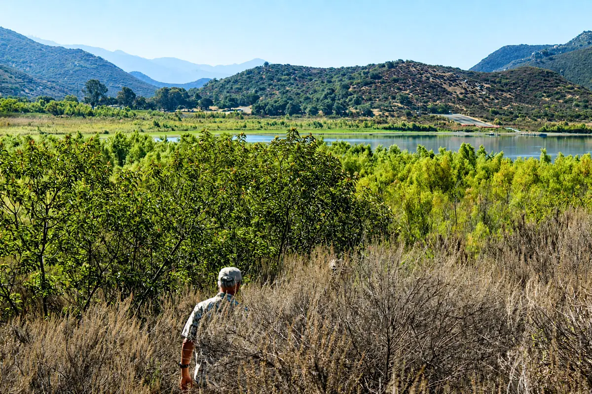 Dense vegetation has grown across exposed areas of Lake Hodges as the reservoir has remained at a reduced operating level in recent years. Photo by Samantha Nelson