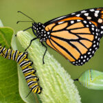 Monarch butterflies abound on a milkweed plants in July and August in North County. Photo Jay Klopfenstein