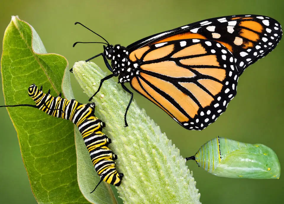 Monarch butterflies abound on a milkweed plants in July and August in North County. Photo Jay Klopfenstein