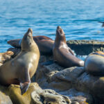 Sea lions at La Jolla Cove. Courtesy photo