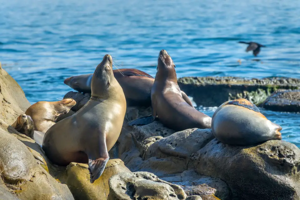 Sea lions at La Jolla Cove. Courtesy photo