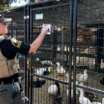 County Animal Services personnel, assisted by partner agencies, rescued and transported more than 800 birds from a Valley Center property on Lilac Vista Drive. Courtesy photo/Animal Services